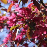 Malus toringo 'Scarlett'