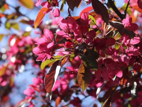 Malus toringo 'Scarlett' - Obrázek 1