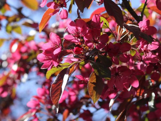 Malus toringo 'Scarlett'