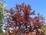 Malus toringo 'Scarlett' - Obrázek 2