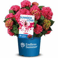 Hydrangea macr. ´Endless Summer®'Summer Love'® - C5L