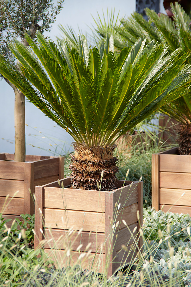 Cycas revoluta
