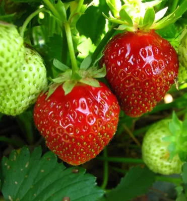 Jahody - sazenice Induka (10pack)