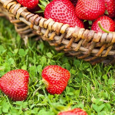 Jahody - sazenice 'Evie 2' (10pack), exclusive