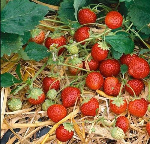 Jahody - sazenice Anabel (10pack), exclusive - Obrázek 1