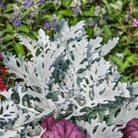 Senecio maritima