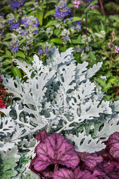 Senecio maritima - Obrázek 1