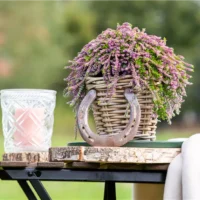 Calluna vulgaris Beauty Ladies 'Champs'