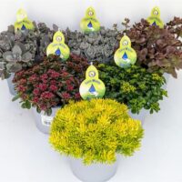 SEDUM 'Save Water' - mix