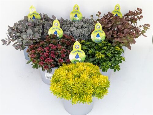 SEDUM 'Save Water' - mix - Obrázek 1