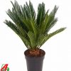 Cycas revoluta - kontejner pr. 14 cm – v. 50 CM