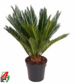 Cycas revoluta