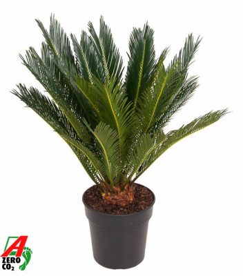 Cycas revoluta