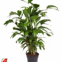 Caryota mitis