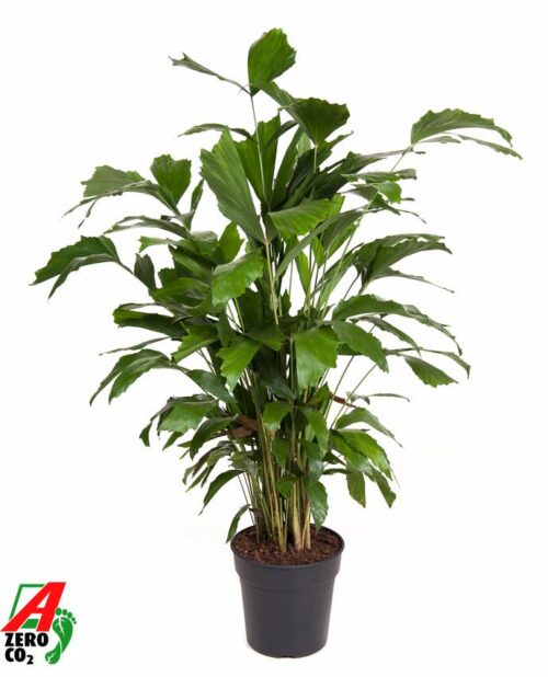 Caryota mitis - Obrázek 1