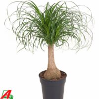 Beaucarnea recurvata