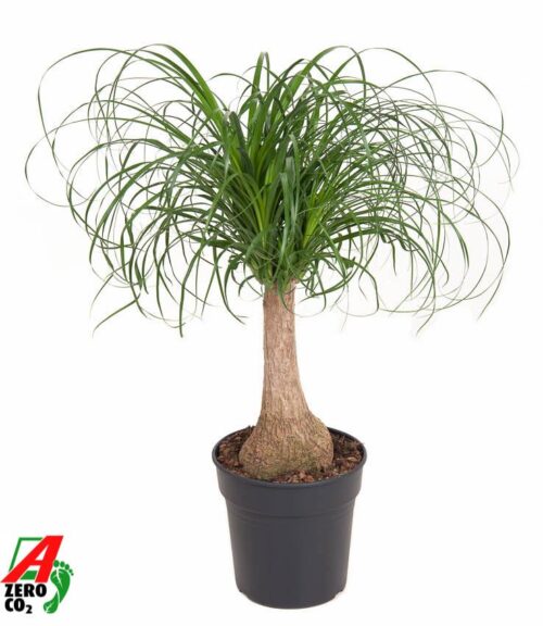 Beaucarnea recurvata - Obrázek 1