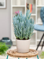 Curio ficoides 'Mount Everest'