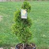 Thuja occidentalis 'Golden Smaragd'® - C20L 60-80 CM PON PON (POMPON)