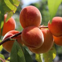 Broskvoň 'Red Peach'®