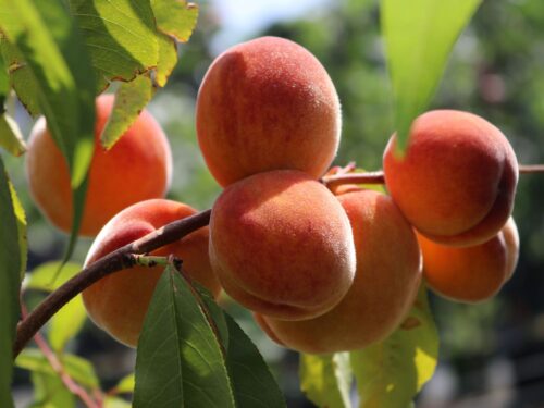 Broskvoň 'Red Peach'® - Obrázek 1