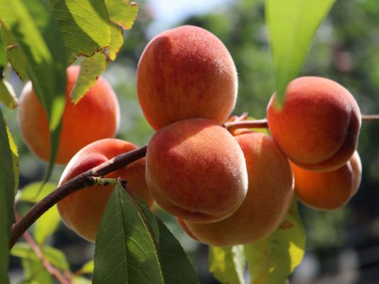 Broskvoň 'Red Peach'®
