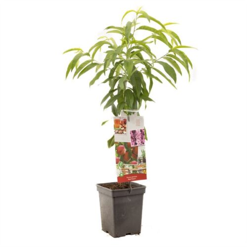 Broskvoň 'Red Peach'® - Obrázek 2