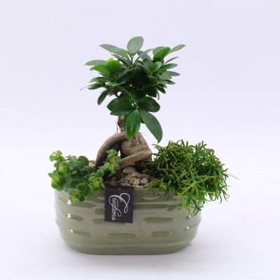 Ginseng v dekorativním květináči - keramika