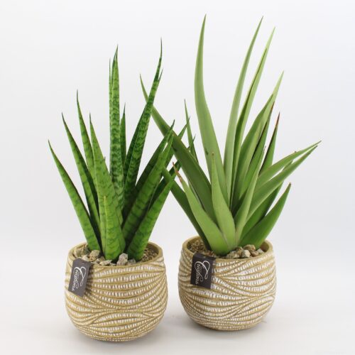 Aloe - dekorativní obal, dárek - Obrázek 1