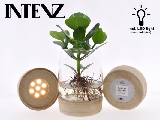 Clusia rosea Kingston sklo + LED dřevěný podstavec