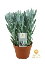 Curio ficoides 'Mount Everest' - Obrázek 2