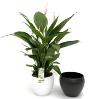 Spathiphyllum - keramika bílá