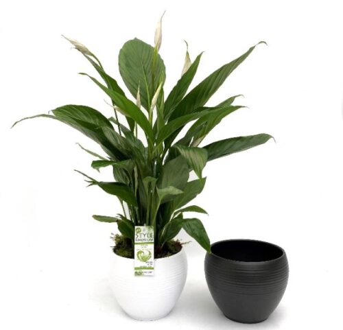 Spathiphyllum - keramika bílá - Obrázek 1