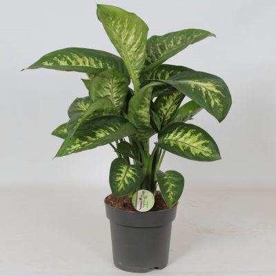 Dieffenbachia seguine