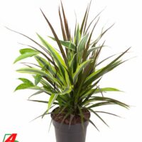 Dracaena combo
