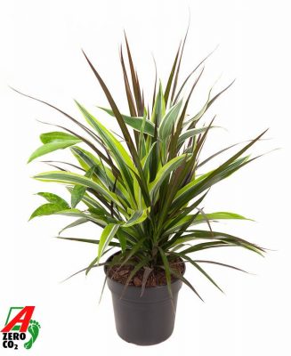 Dracaena combo