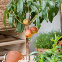 Broskvoň 'Yellow Peach'®
