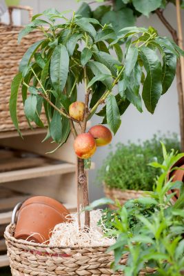 Broskvoň 'Yellow Peach'®