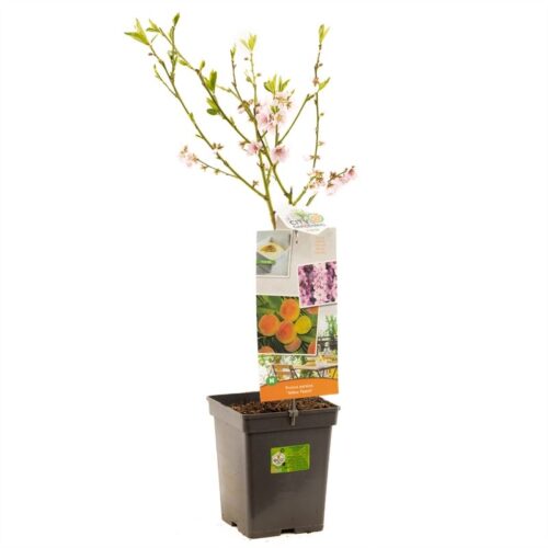 Broskvoň 'Yellow Peach'® - Image 3