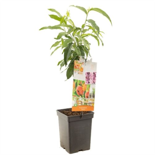 Broskvoň 'Yellow Peach'® - Image 2