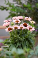 Echinacea 'SunSeekers Salmon'® - Obrázek 3