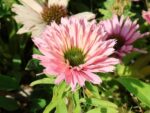 Echinacea 'SunSeekers Salmon'® - Obrázek 2