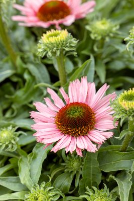 Echinacea 'SunSeekers Salmon'®