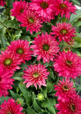 Echinacea 'SunSeekers Sweet Fuchsia'®