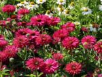 Echinacea 'SunSeekers Sweet Fuchsia'® - Image 3