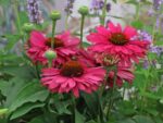 Echinacea 'SunSeekers Sweet Fuchsia'® - Image 2
