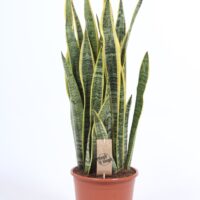 Sansevieria trifasciata 'Laurentii'