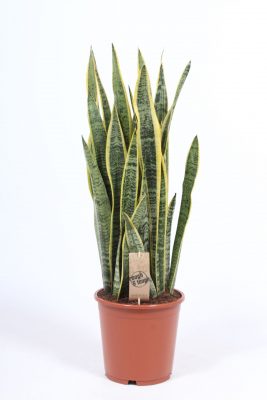 Sansevieria trifasciata 'Laurentii'
