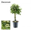 Schefflera arboricola 'Gold Capella' - květináč ⌀ 21 CM-výška ca. 75 CM-zapletený kmen