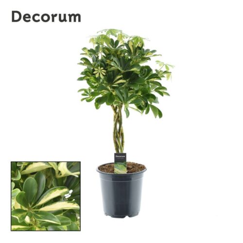 Schefflera arboricola 'Gold Capella' - Obrázek 1